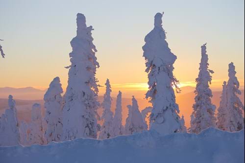 Snow covered trees in front of sun set in Alaska